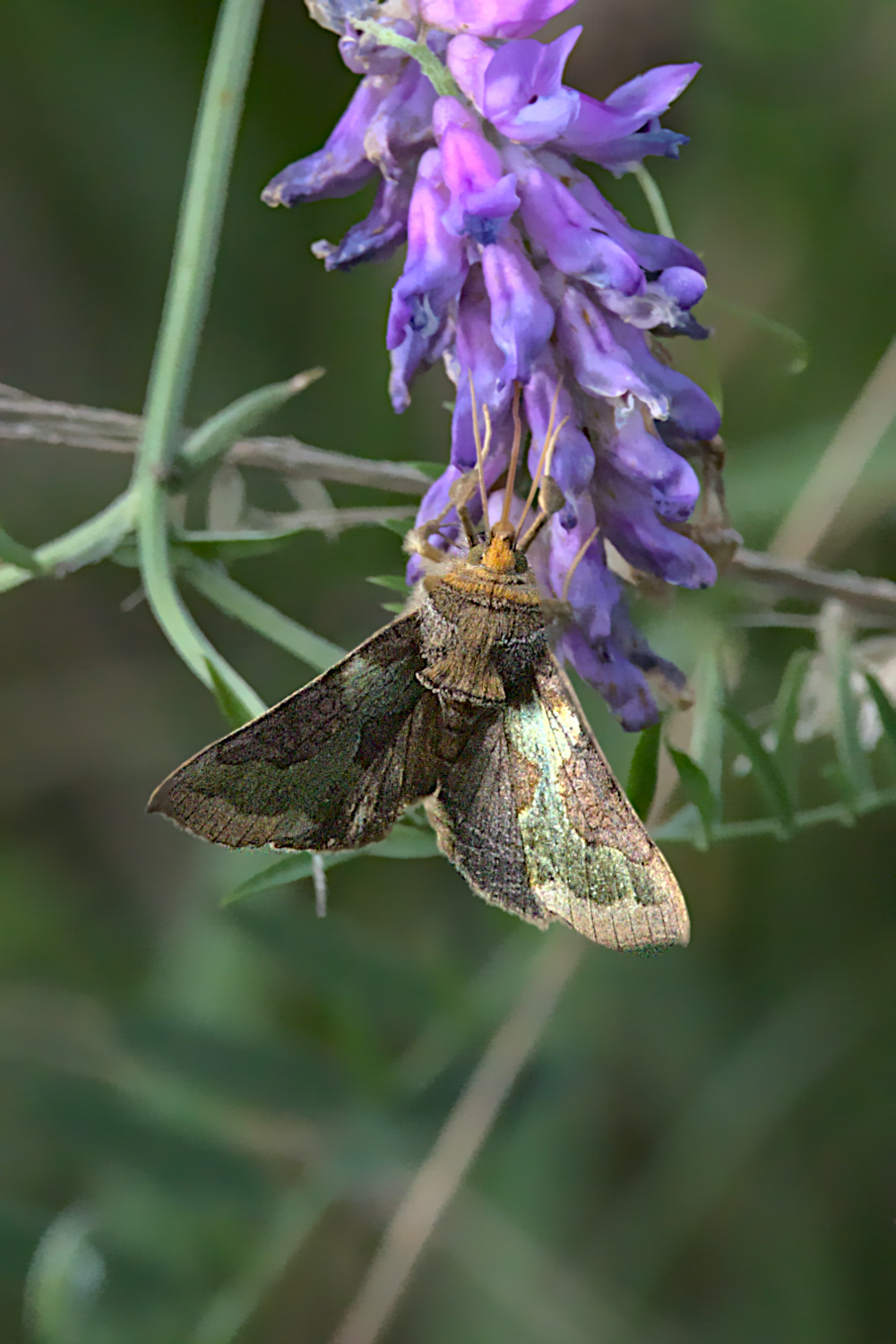 Vermutlich eine Falkenmotte
